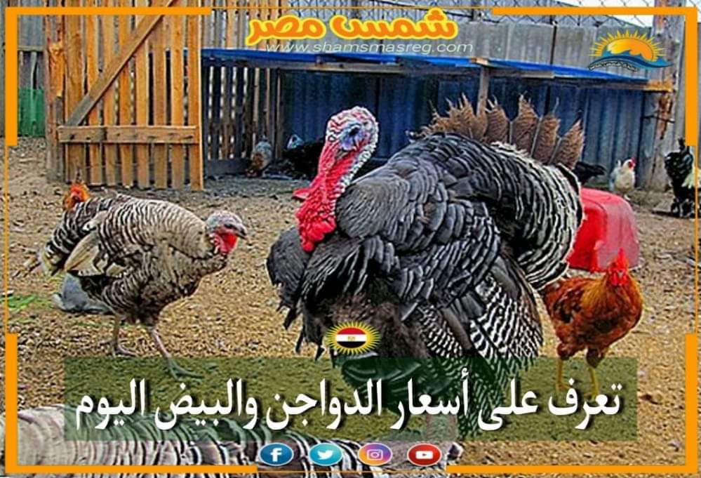 |شمس مصر|.. تراجع من جديد.. أسعار الدواجن والبيض في بداية التعاملات اليومية
